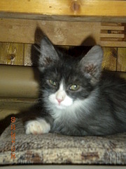 1920 X 2560 284.7 Kb 1920 X 1440 588.7 Kb , 