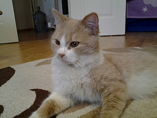 788 X 591 314.0 Kb     !