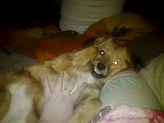 1920 X 1440 118.0 Kb собачка ищет дом!