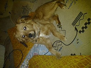 1920 X 1440 224.8 Kb 1920 X 1440 118.0 Kb собачка ищет дом!