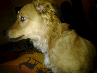 1920 X 1440 116.6 Kb 1920 X 1440 224.8 Kb 1920 X 1440 118.0 Kb собачка ищет дом!