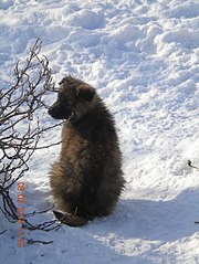 453 X 604 69.4 Kb Прошу помощи в оплате передержки щенков и собаки, выброшенных вместе с будкой
