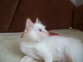 1920 X 1440 464.0 Kb Маленькая котодевочка Варежка и все-все-все. Здоровы! Спасибо всем!