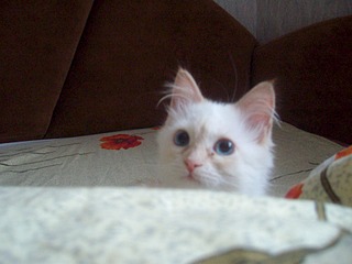 1920 X 1440 467.2 Kb 1920 X 1440 464.0 Kb Маленькая котодевочка Варежка и все-все-все. Здоровы! Спасибо всем!