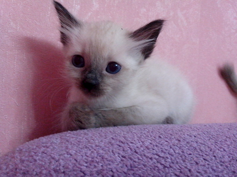 1920 X 1440 466.1 Kb !