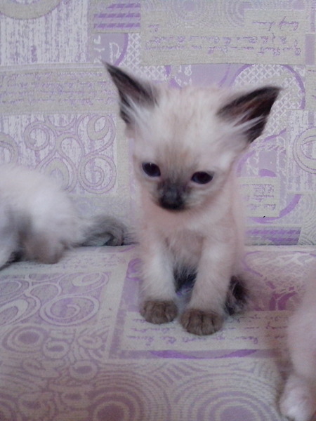 1536 X 2048 267.1 Kb 1920 X 1440 466.1 Kb !