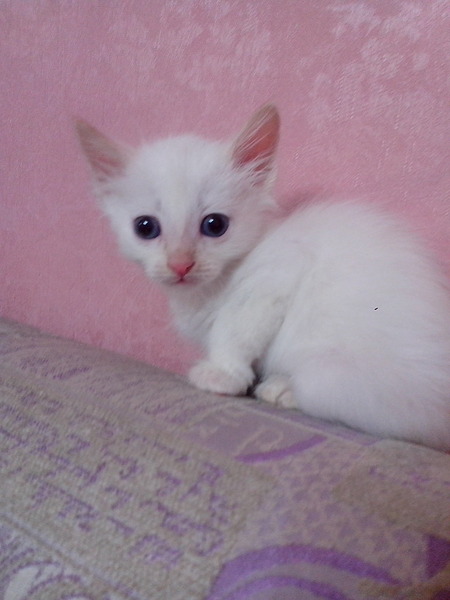 1536 X 2048 303.3 Kb 1536 X 2048 267.1 Kb 1920 X 1440 466.1 Kb !