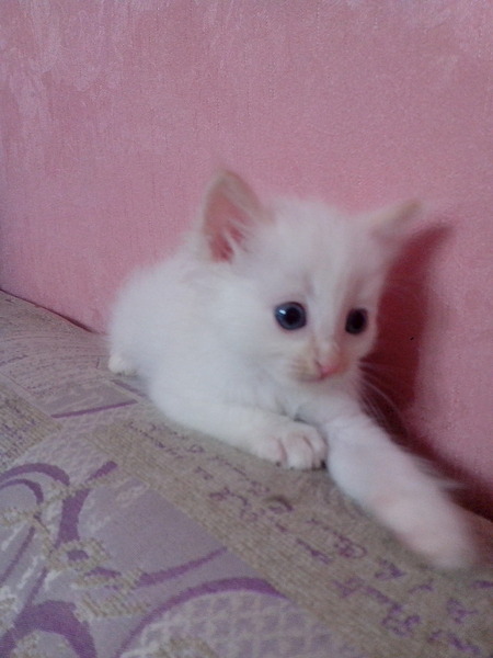 1536 X 2048 327.1 Kb 1536 X 2048 254.8 Kb 1536 X 2048 303.3 Kb 1536 X 2048 267.1 Kb 1920 X 1440 466.1 Kb !