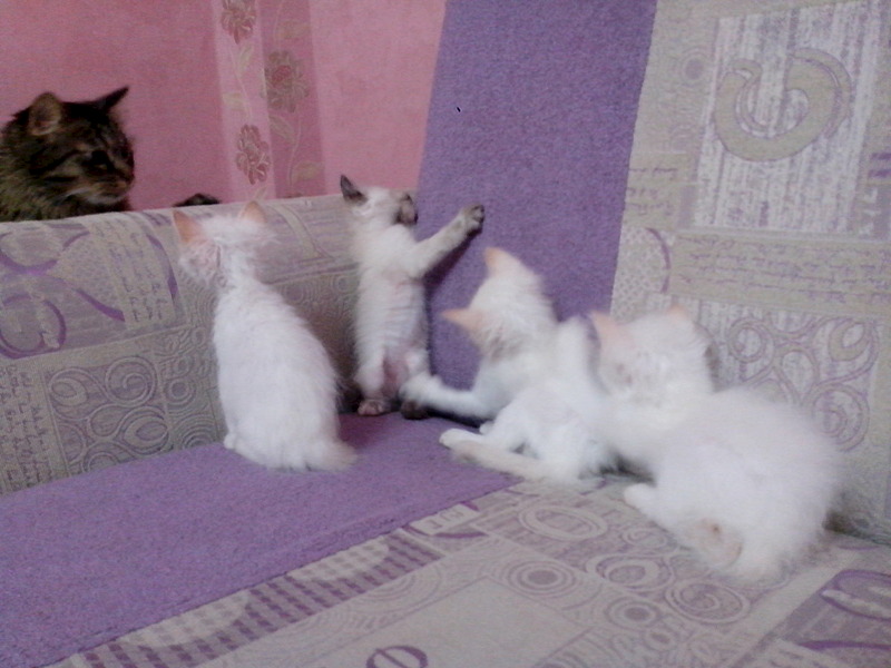 1920 X 1440 397.6 Kb !