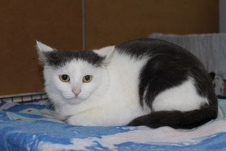 604 X 403 35.3 Kb Изабелла - кошечка в шапочке ищет дом!