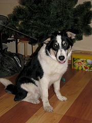 1920 X 2560 1002.2 Kb   .     