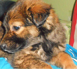 686 X 614 241.0 Kb 1,5  