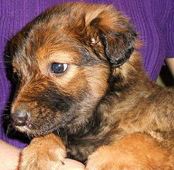 685 X 667 325.5 Kb 567 X 596 155.4 Kb 673 X 642 267.9 Kb 686 X 614 241.0 Kb 1,5  