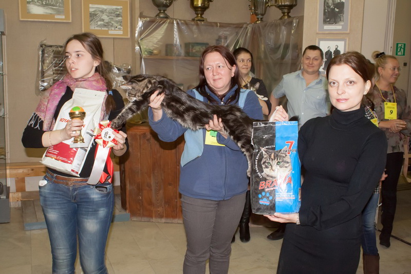 800 x 533 800 x 533 8 - 9 Февраля 2014г. КЛК Мандарин проводит выставку кошек.