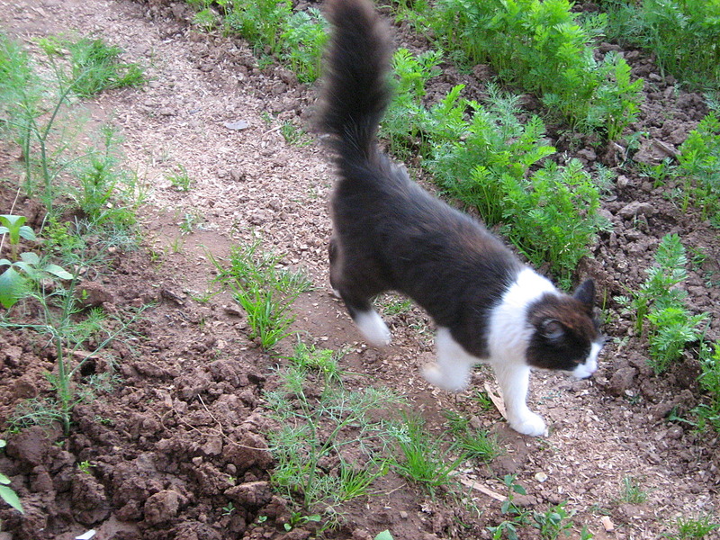 1920 X 1440 475.7 Kb    