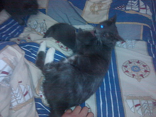 1920 X 1440 864.6 Kb 1920 X 1440 611.5 Kb 1920 X 1440 556.9 Kb      ,  