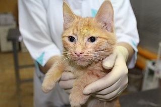 604 X 403 36.5 Kb Кошки в стационаре Ветсервиса. Нужна материальная помощь!