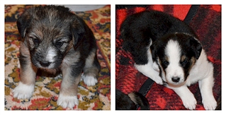 1920 X 979 161.3 Kb 1200 X 960 254.5 Kb     