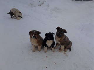 1920 X 1440 182.0 Kb 