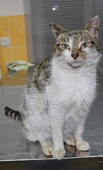 365 X 604 41.7 Kb Кошки в стационаре Ветсервиса. Нужна материальная помощь!