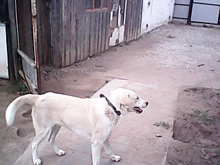 1280 X 960 130.9 Kb Пропала собака! фото в теме