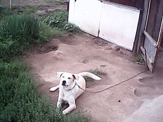 1280 X 960 138.2 Kb 1280 X 960 130.9 Kb Пропала собака! фото в теме