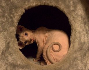 1920 X 1497 399.4 Kb 1920 X 1281 320.7 Kb   . 