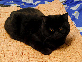 1920 X 1441 302.7 Kb Питомник'Gem Sweet'.Любимые британские ПЛЮШКИ.Британские котята: белые,черные,голубые