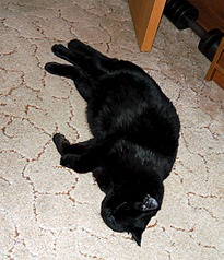 1029 X 1200 212.1 Kb 1920 X 1441 302.7 Kb Питомник'Gem Sweet'.Любимые британские ПЛЮШКИ.Британские котята: белые,черные,голубые