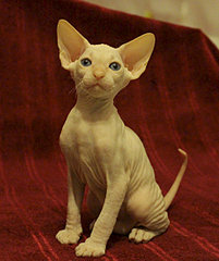 1920 X 2282 770.6 Kb 1403 X 2264 169.2 Kb  -  ()