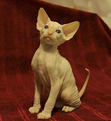 1920 X 2071 697.1 Kb 1920 X 2282 770.6 Kb 1403 X 2264 169.2 Kb  -  ()