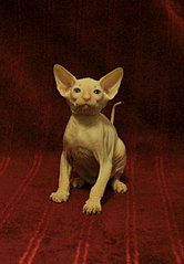 1599 X 2304 606.7 Kb 1920 X 1280 541.4 Kb 1920 X 2284 801.7 Kb  -  ()