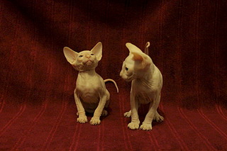 1920 X 1280 612.3 Kb 1920 X 1280 605.4 Kb 1920 X 1369 520.4 Kb  -  ()