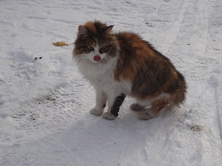 1920 X 1440 440.4 Kb 1920 X 1440 520.3 Kb ��� � ����� � ������ ����!