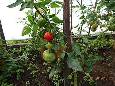 800 X 600 219.8 Kb    -  !