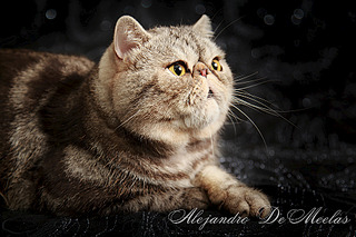 900 X 600 501.8 Kb  . .