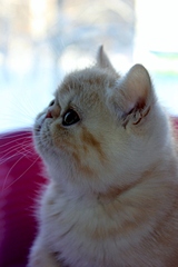 1920 X 2880 143.2 Kb  . .