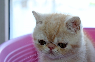 1920 X 1255 692.2 Kb  . .