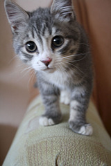 1000 X 1500 173.8 Kb Котёныш ищет новых хозяев