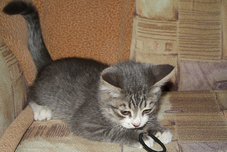 1000 X 667 141.8 Kb 1000 X 1500 173.8 Kb Котёныш ищет новых хозяев