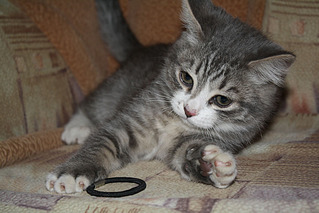 1000 X 667 127.4 Kb 1000 X 667 141.8 Kb 1000 X 1500 173.8 Kb Котёныш ищет новых хозяев