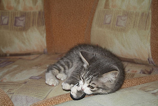 1000 X 667 117.0 Kb 1000 X 667 127.4 Kb 1000 X 667 141.8 Kb 1000 X 1500 173.8 Kb Котёныш ищет новых хозяев