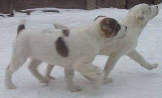 1920 X 1161 512.3 Kb 1920 X 1123 462.6 Kb 1920 X 1523 770.8 Kb    