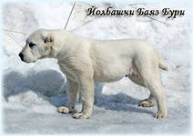 212 x 150 336 X 425 40.7 Kb    