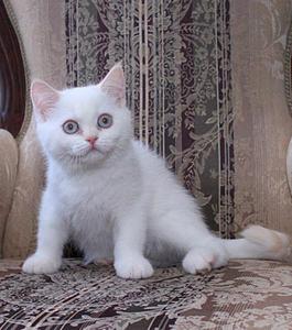 768 X 869 94.2 Kb Питомник'Gem Sweet'.Любимые британские ПЛЮШКИ.Британские котята: белые,черные,голубые