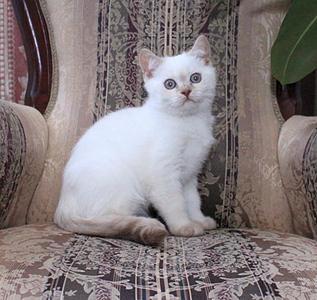 812 X 768 91.4 Kb Питомник'Gem Sweet'.Любимые британские ПЛЮШКИ.Британские котята: белые,черные,голубые
