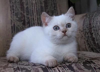 1024 X 739 81.1 Kb 812 X 768 91.4 Kb Питомник'Gem Sweet'.Любимые британские ПЛЮШКИ.Британские котята: белые,черные,голубые