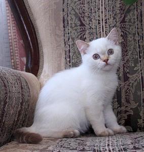 768 X 811 82.2 Kb Питомник'Gem Sweet'.Любимые британские ПЛЮШКИ.Британские котята: белые,черные,голубые