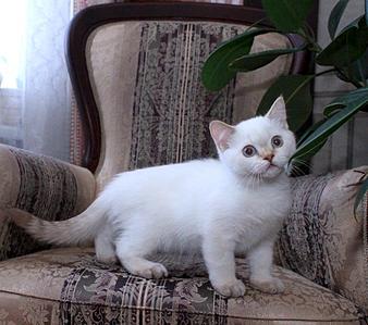 867 X 768 91.7 Kb 768 X 811 82.2 Kb Питомник'Gem Sweet'.Любимые британские ПЛЮШКИ.Британские котята: белые,черные,голубые