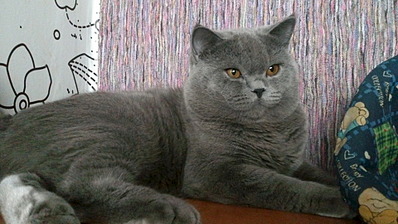 398 x 224 Дневники Ники.Британские кошки из питомника 'GEM SWEET'